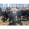 Image 3 : GDS Enterprises Ltd. - 23 Black/BBF Replacement Heifers (Burstall, SK)