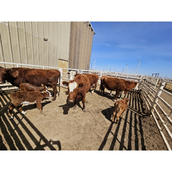 Guy Fukuda - 1 Hereford Pair