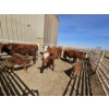 Image 1 : Guy Fukuda - 1 Hereford Pair