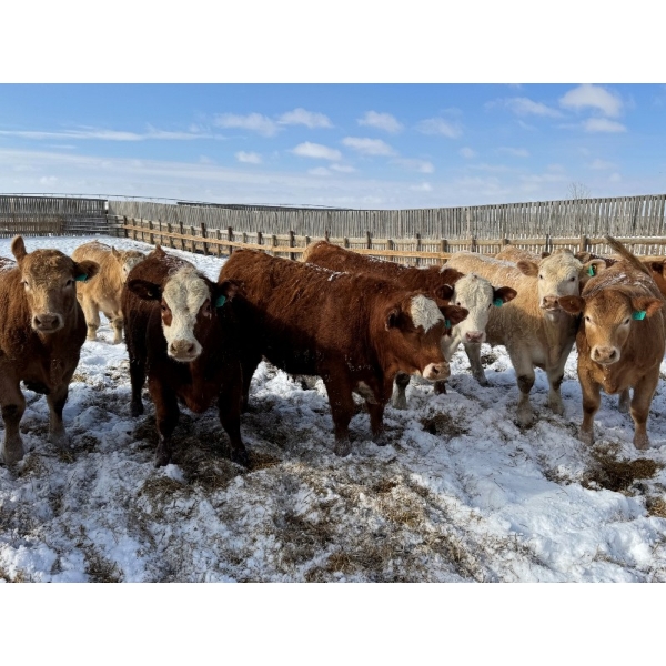 X Bar X Cattle Co. Ltd. - 1036# March/April Delivery Steers - 60 Head (Lomond, AB)