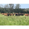 Image 7 : Lone Star Cattle Co. - 1040# September Delivery Grass Steers - 530 Head (Buck Lake, AB)