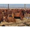 Image 3 : Douglass Agro - 3 Red/RBF Cows (Pen 506)