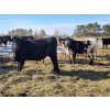 Image 5 : Loch Lomond Livestock Ltd. - 725# March Delivery Steers - 45 Head (Eyebrow, SK)
