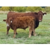 Image 4 : Out West Ranches Ltd. - 610# October Delivery Steer Calves - 100 Head (Williams Lake, BC)