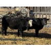 Image 3 : Michael Jennings - 680# March Delivery Steers - 73 Head (Condor, AB)