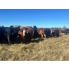 Image 10 : Stellar Farms - 700# November Steer Calves - 172 Head (Moosehorn, MB) VBP+