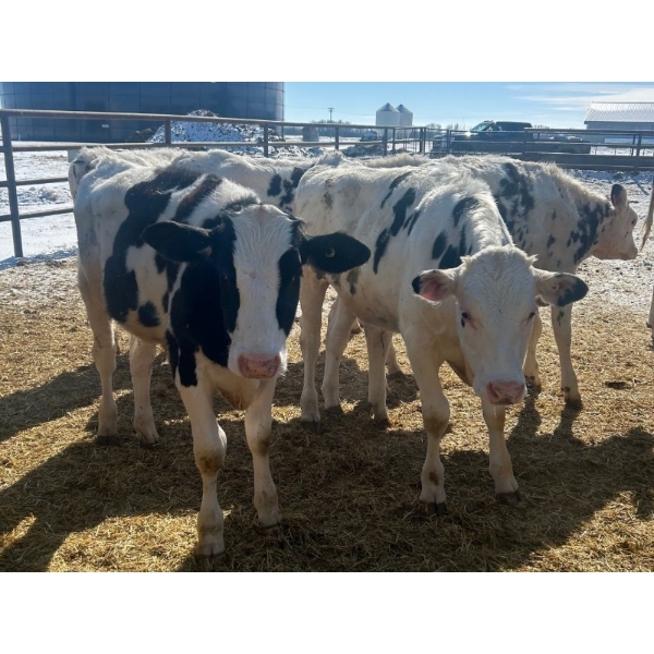 Wavy Lake Farming Co. - 615# Holstein Steers - 13 Head (Heisler, AB)