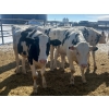Image 1 : Wavy Lake Farming Co. - 615# Holstein Steers - 13 Head (Heisler, AB)