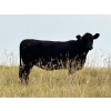 Image 5 : RJ Bart Stock Corp. - 900# August Delivery Grass Heifers - 120 Head (High River, AB)