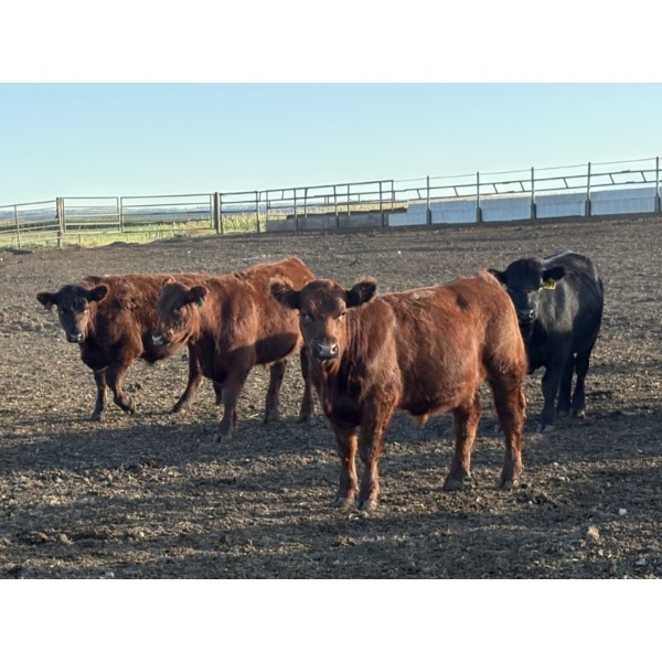 Valleyview Ranch - 820# Sept/Oct Delivery Steers - 75 Head (Valleyview, AB)