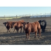 Image 1 : Valleyview Ranch - 820# Sept/Oct Delivery Steers - 75 Head (Valleyview, AB)
