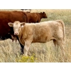 Image 8 : Kokay Farms Ltd. - 660# Heifer Calves - 45 Head (Rosemary, AB)