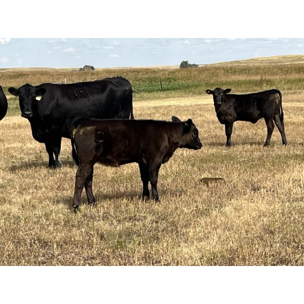 Dar-Lin Ranching - 470# November Delivery Heifer Calves - 115 Head (Big Stone, AB)