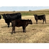 Image 1 : Dar-Lin Ranching - 470# November Delivery Heifer Calves - 115 Head (Big Stone, AB)