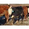 Image 9 : Bezan Cattle Corporation - 675# April Delivery Steers - 80 Head (Midale, SK)