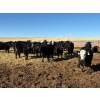 Image 4 : DK Livestock - 820# February Delivery Heifers - 242 Head (High River, AB)