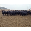 Image 3 : M.S. MacLean Livestock - 1150# September Delivery Heifers - 46 Head (Coaldale, AB)