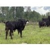 Image 3 : Box T Ranch - 560# October Delivery Steer Calves - 50 Head (Yeoford, AB)