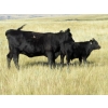 Image 9 : Douglass Cattle Co. - 585# November Delivery Steer Calves - 95 Head (Finnegan, AB)