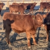 Hawk Ranching - 850# February Weaned Steers - 220 Head (Nanton, AB)