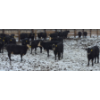 Image 2 : Franz Land & Cattle - 760# March Delivery Heifers - 41 Head (Medicine Hat, AB)