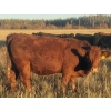 Image 6 : Pembina Ranching - 1050# November Delivery Grass Heifers - 118 Head (Drayton Valley, AB)