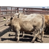 Image 6 : Lone Star Cattle Co. - 1000# June Delivery Heifers - 63 Head (Strathmore, AB)