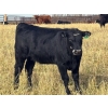 Image 8 : Pittman Brothers Production - 680# October Delivery Heifer Calves - 30 Head (Warner, AB)