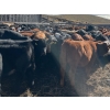 Image 4 : Wayhome Ranch - 625# November Delivery Steer Calves - 180 Head (Kamloops, BC)