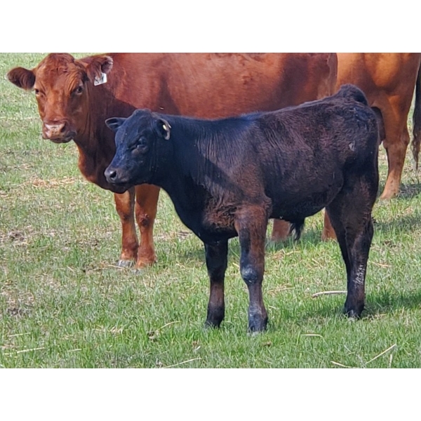 Los Cuatros Ranch - 490# October Delivery Steer Calves - 38 Head (Clinton, BC)