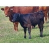 Image 1 : Los Cuatros Ranch - 490# October Delivery Steer Calves - 38 Head (Clinton, BC)