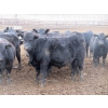 Image 6 : Cluny Colony - 790# November Weaned Steers - 51 Head (Cluny, AB)