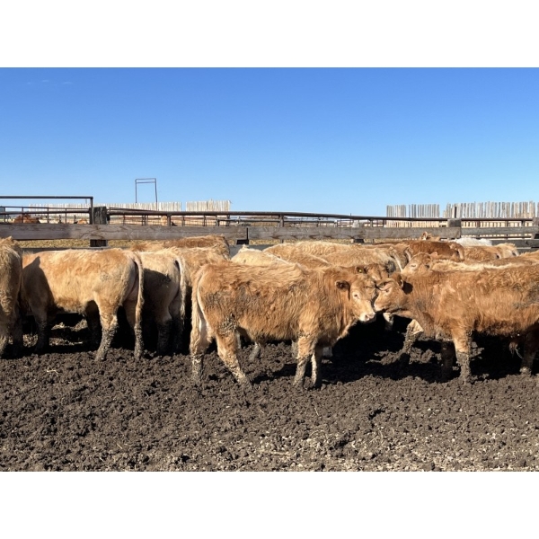 Williamson Farms - 870# Feb/March Delivery Steers - 117 Head (Lomond, AB)