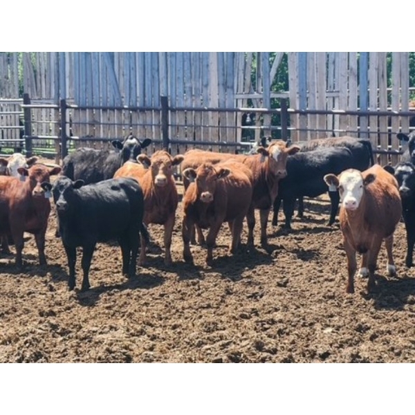 Chipping Hill Cattle Co. - 790# June Delivery Heifers - 65 Head (MacGregor, MB)