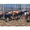 Image 1 : Chipping Hill Cattle Co. - 790# June Delivery Heifers - 65 Head (MacGregor, MB)