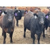 Image 4 : Lazy B Farm & Ranch - 975# August Delivery Heifers - 130 Head (Linden, AB)