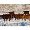Image 4 : CL Ranches Ltd. - 525# December Weaned Steers - 80 Head (Cochrane, AB) VBP+