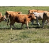 Image 4 : Bear Spring Ranch - 850# September Delivery Grass Heifers - 64 Head (Airdrie, AB)