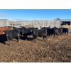 Image 3 : Wade Fewings - 650# March/April Delivery Steers - 71 Head (Pierson, MB) VBP+