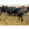 Image 3 : Devick’s Ranch - 920# April Delivery Heifers - 134 Head (Acme, AB)