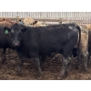 Image 5 : Birch Island Land & Cattle - 1050# June/July Delivery Steers - 114 Head (Rhein, SK)