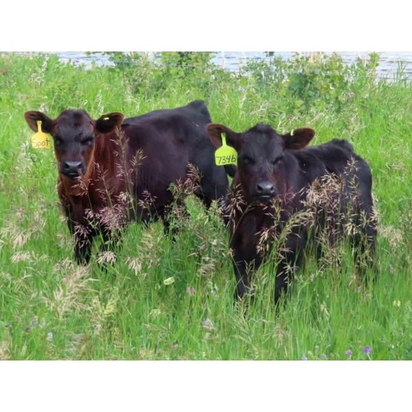 Knapp Farms - 530# October Delivery Steer Calves - 150 Head (Southey, SK)
