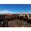 Image 3 : Chris Bartel - 1025# May Delivery Steers - 60 Head (Fort Vermilion, AB)