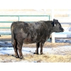 Image 2 : Black Powder Cattle Company - 1100# Heiferettes - 18 Head (Oxbow, SK)
