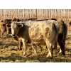 Image 13 : Darcy, Colton & Blake Reinhardt - 850# February Delivery Heifers - 145 Head (Redland, AB)