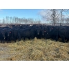 Image 1 : Zuchkan Farms Land & Livestock Ltd. - 50 Black Angus April/May Calving Bred Heifers (Foam Lake, SK)