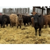 Image 4 : Lynden Land & Cattle - 980# April Delivery Steers - 62 Head (Linden, AB)
