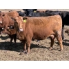 Image 3 : Black Powder Cattle Company - 36 Red & Black X Pairs (Oxbow, SK)
