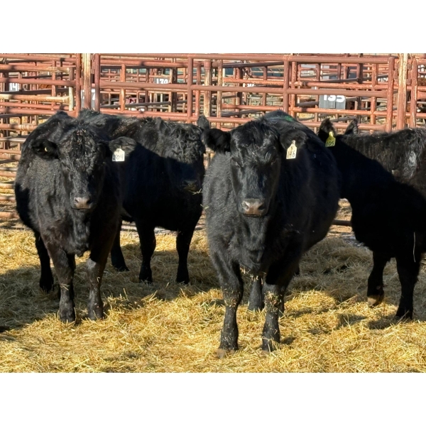 Duane & Austin Ashbacher - 7 Bred Heifers (Pen 402)