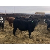 Image 4 : Jarokosky Feedlot - 900# March Delivery Steers - 70 Head (Lethbridge, AB)